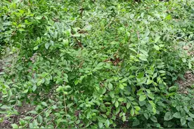 我用散沫花叶染白发，改变加黑咖啡的顺序，染的发色更漂亮了图片