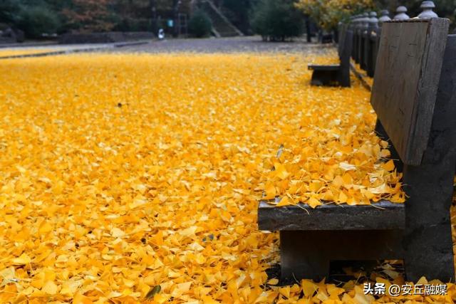 就在下周！潍坊安丘这里，即将美成巅峰！