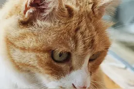 “存在即合理”不要紧，可蚊子为什么拿我当饭吃？！图片