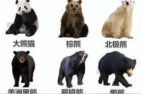 世界八大名熊，其中四种生活在我国图片