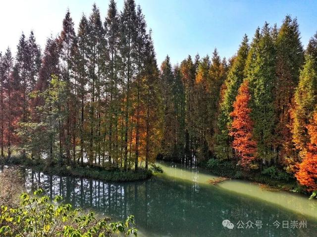 “杉杉”来了！崇州免门票小众宝藏秘境