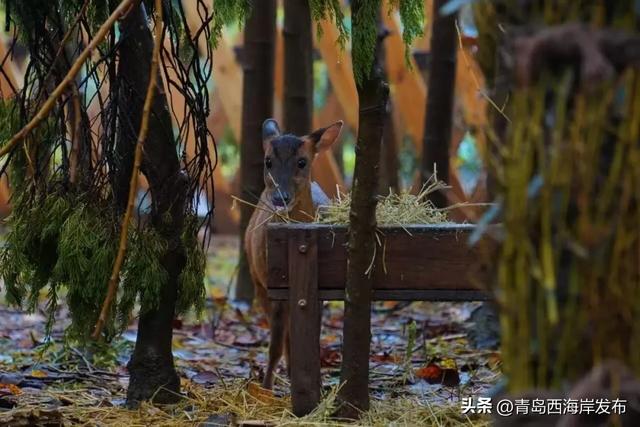 又美又可爱的西海岸!总要来一次!