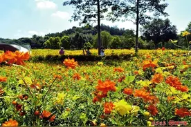 联动优惠力度大 “宠粉”礼包再升级——南宁开展2025年三季度“惠聚邕城·乐享消费”活动图片