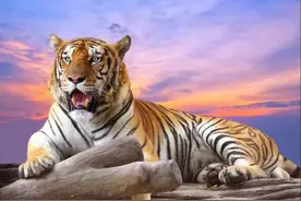 恐怖的食人虎，200年吃了37万人！为何老虎吃人后，一定要杀掉？图片