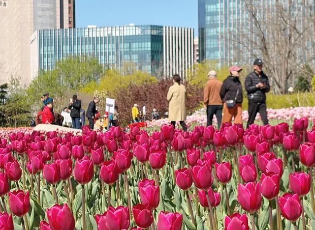 北京的春天，花开北京