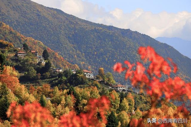 亚洲最大彩林引爆金秋 藏在川西北的瑰宝：2025黑水冰川彩林季启幕