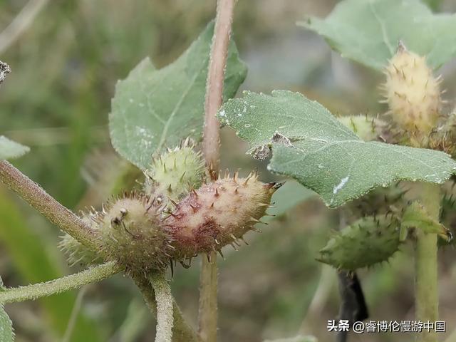 寻找谷力脑包