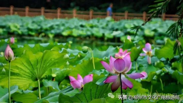 别等空调房！雀儿山公园已备好天然“冷气”~