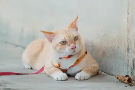 养猫分享：猫咪口炎给康复新液图片