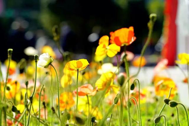 满目皆春！一起邂逅三月好风光