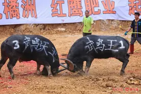 广西三月三斗牛大赛， “宜州牛魔王”夺冠图片