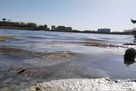 属狗人最忌农历哪个月出生 不适合生肖狗出生的月份图片