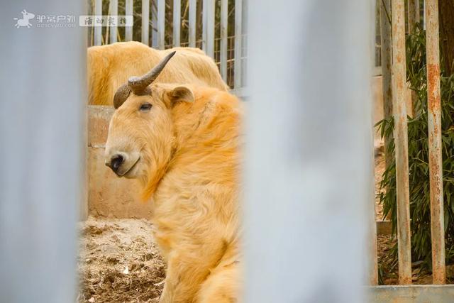 开啦!西安周边两处赏梅秘境,花开满屏VS品种多多,快去赏花走!