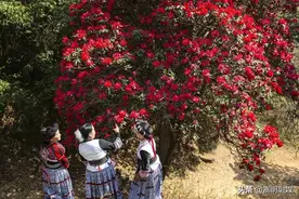 自在嵩明丨3月29日，牛栏江镇马缨花节徒步比赛等你来战！图片