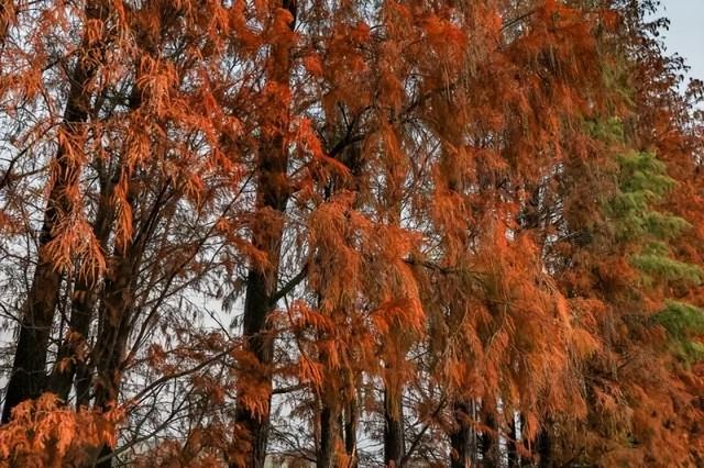 红出圈！南海落羽杉正在刷屏