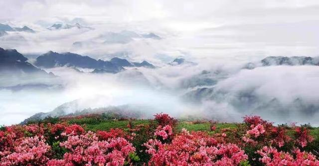 藏不住了！秦岭2万亩杜鹃染红群山，这才是西北春天的天花板