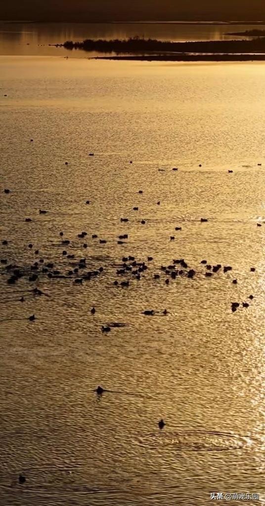 洛浦县水域现奇观，金色阳光如丝绸，绿头鸭嬉戏悠然自得