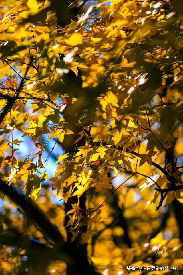 初冬时节，回眸临夏最后一抹绚烂