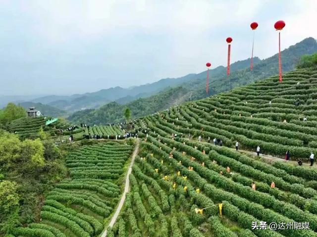 好一片“绿茶”！被达州大竹这片万亩茶海治愈了