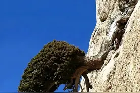 20棵不想不明不白死掉的“树坚强”，最终活出了自己想要的样子图片