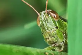 手机微距不够清晰，十有八九是这个问题图片