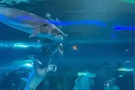 “美人鱼演员表演时被大鱼咬头”？景区回应图片