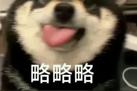 狗狗略略略表情包图片