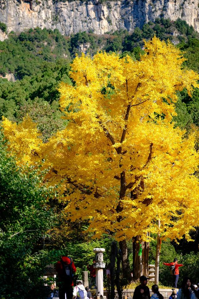 山东：时至初冬，银杏正当时