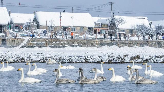 从千年东巡路，到世界渔村冬！第三条线路「天鹅织梦」上线！