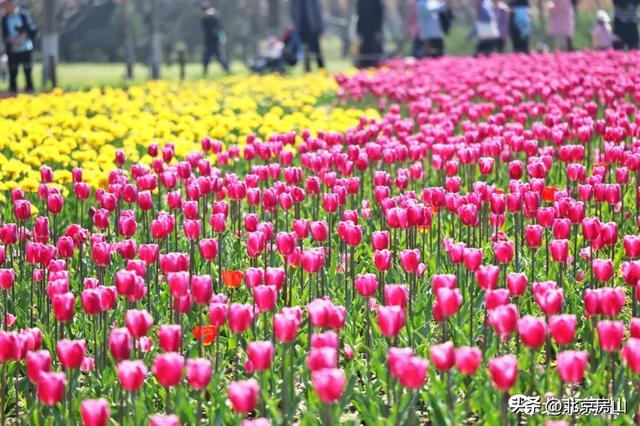 长阳公园9万株郁金香爆火，别让美景败给素质！