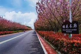 孝感孝昌春日赏花攻略来了！图片