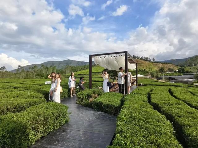 惠聚美好丨一片叶子,带火了博罗这个镇