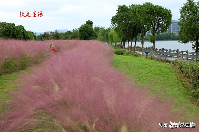 大西坝：粉黛烂漫，赏江景，游古村