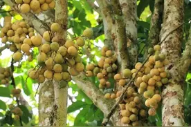 农村种植暴利龙宫果，50元/斤，亩产4500斤，种植10亩达225万元图片