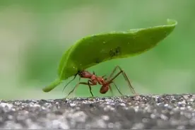 你知道家里招蚂蚁是什么预兆吗图片