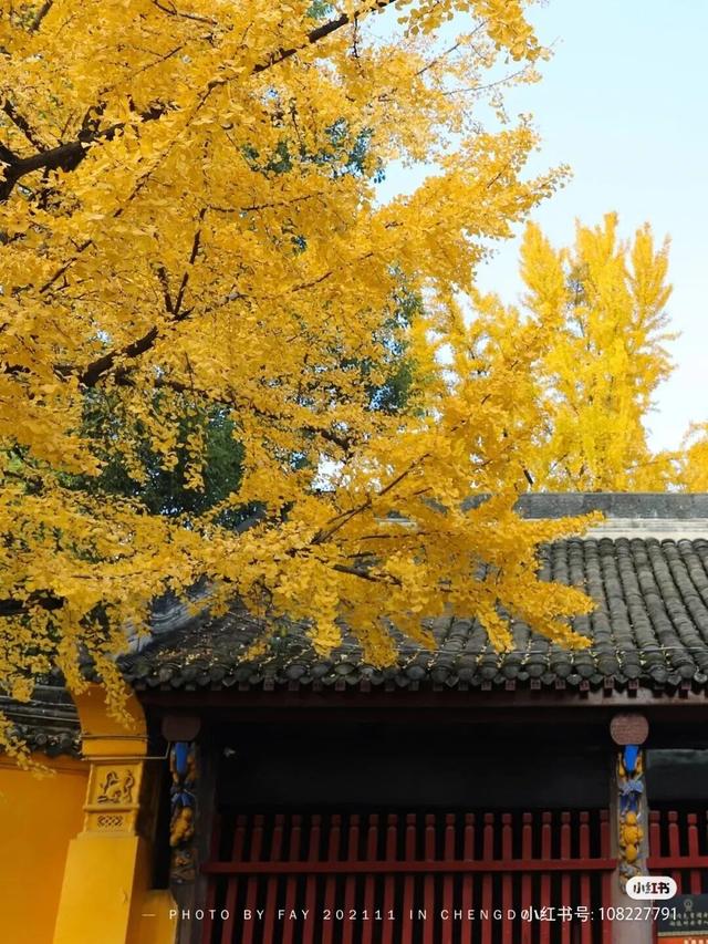 地铁直达！免费！成都20个绝美赏秋地，银杏水杉梧桐红枫限时上演！就在家门口！