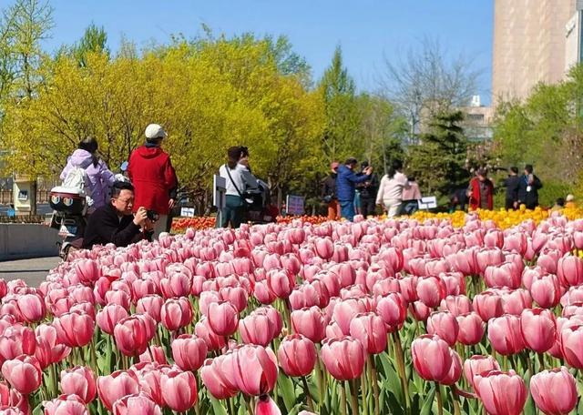 北京的春天，花开北京