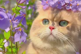 猫和花，是这世间最美好的事物，有它们的画面好治愈图片