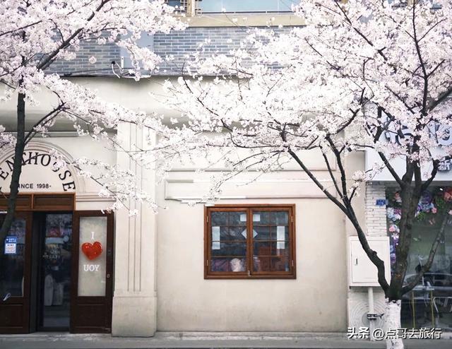 成都都江堰最美樱花开了，粉白绚烂，美得惊心动魄，不要门票！