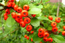 第3批陕西省课程思政精品课和教学团队拟认定名单（普通本科）图片