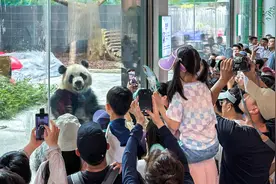 “宝弟”“宝妹”正式亮相！今天早上，大批市民涌入温州动物园“一睹真容”图片