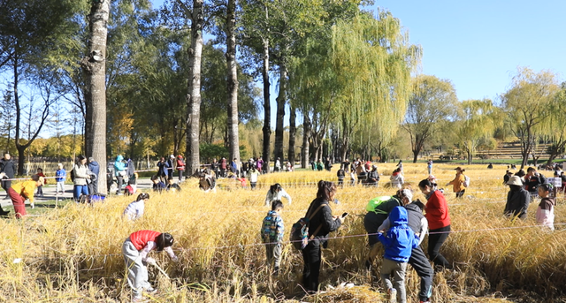 在海淀金色稻田里，上一堂生动的“秋收课”