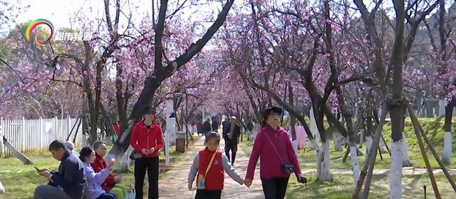 春城顶流如约至 圆通樱潮迎客来
