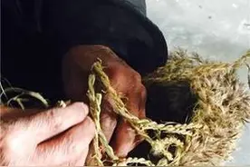 编进教材的“青铜葵花”，苦难式教育究竟能不能打动孩子的心灵？图片