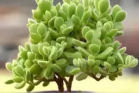 养肉的尽头是多肉树，被山东小哥多肉高级玩法“多肉树”惊艳到了图片