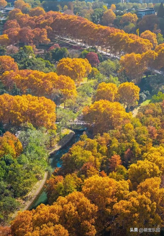 汉口林荫道秋装惊艳，法国梧桐金黄如梦，老武汉人 yearly 狂欢