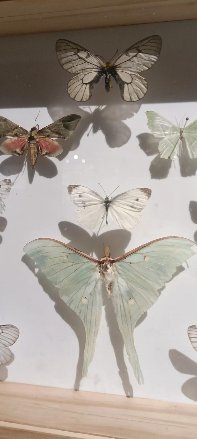 西安长安云昆虫展你来了吗