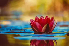 适合女士的网名昵称，微信名字昵称，简单气质好听难忘，一眼惊艳图片