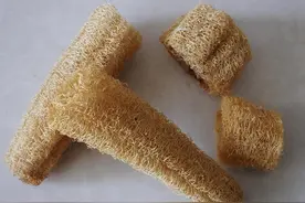 1块钱一个的丝瓜络，原来是一味“止咳祛痰药”、“散结消炎药”图片