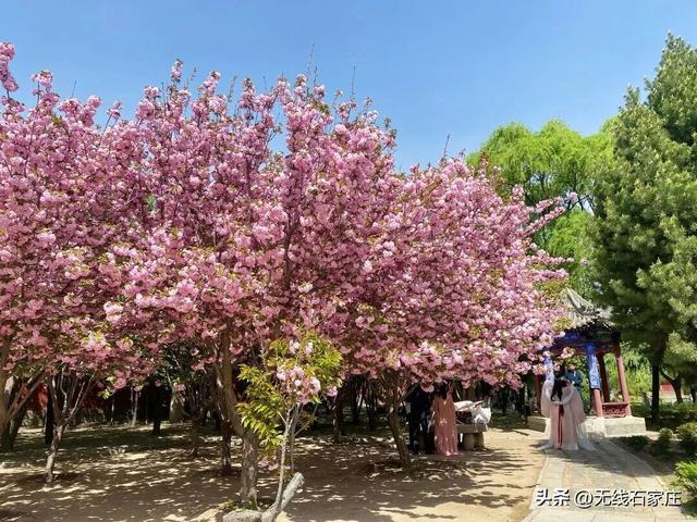 石家庄六大赏樱推荐地！来邂逅一场樱花的浪漫